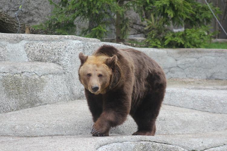 Praski Park Bears