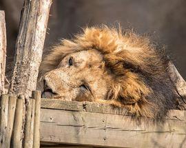 London Zoo