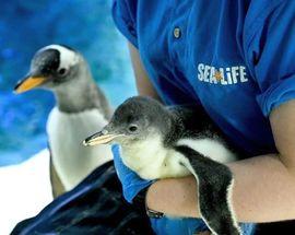 Sea Life Centre