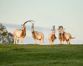 Knowsley Safari Park