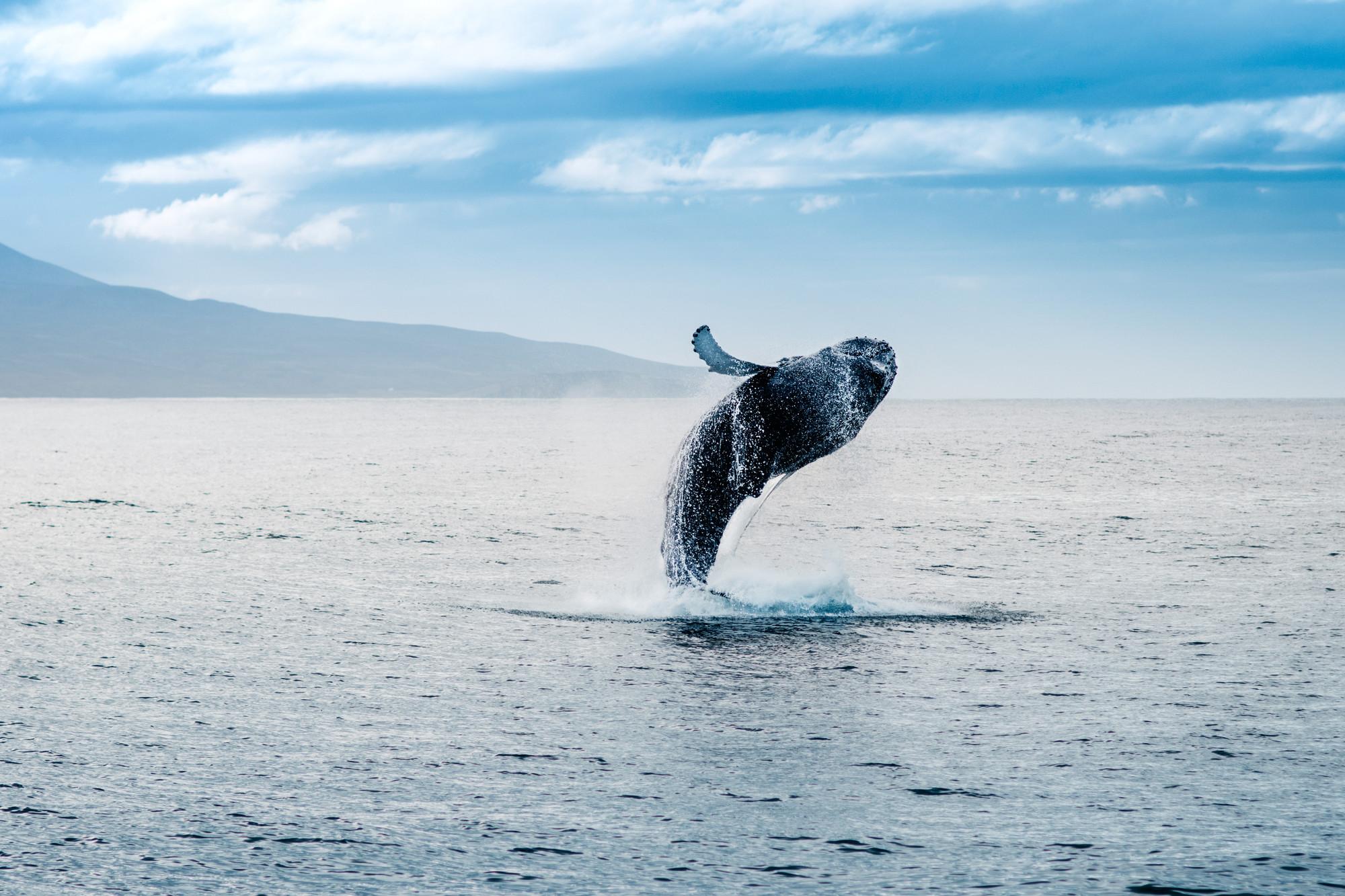 Best Things to Do in Reykjavik