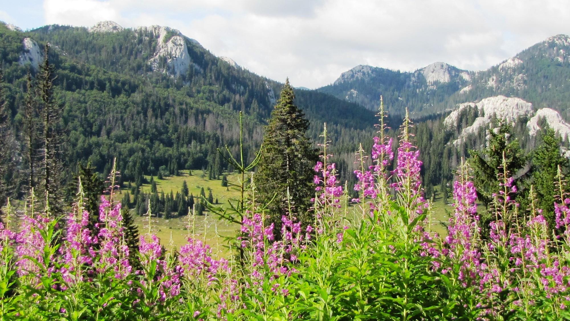 Zen Nature Trips