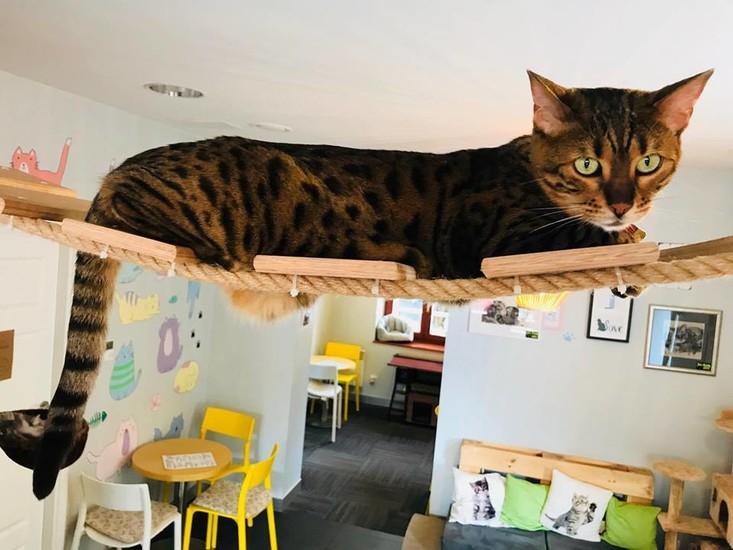 Kotka Cafe