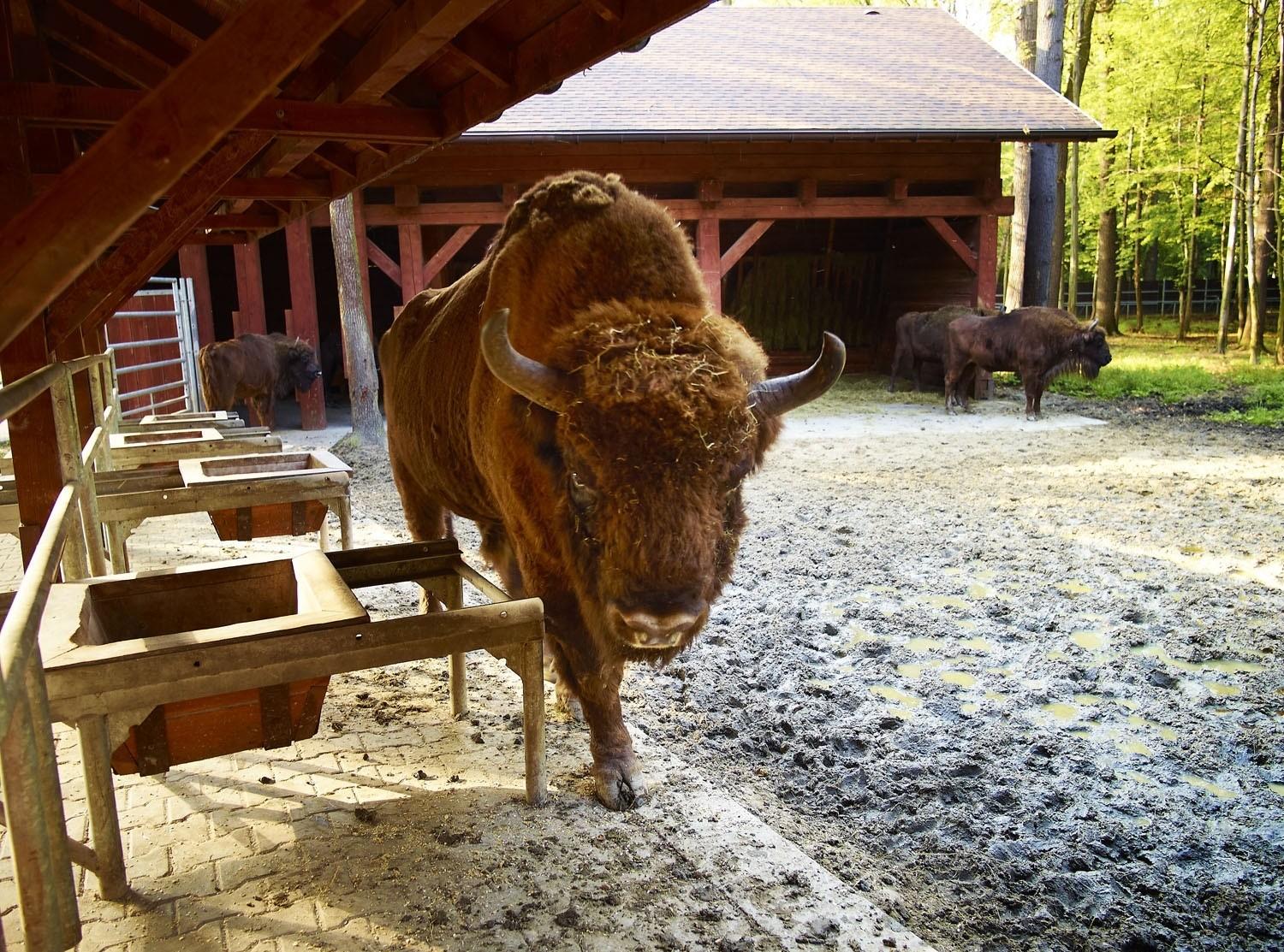 Polish Bison Farm