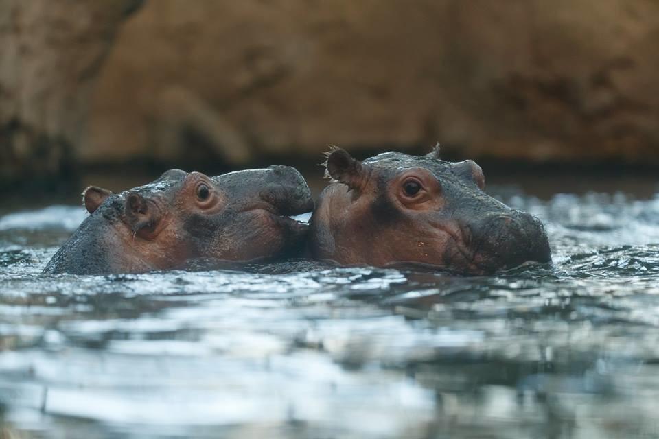 Copenhagen Zoo