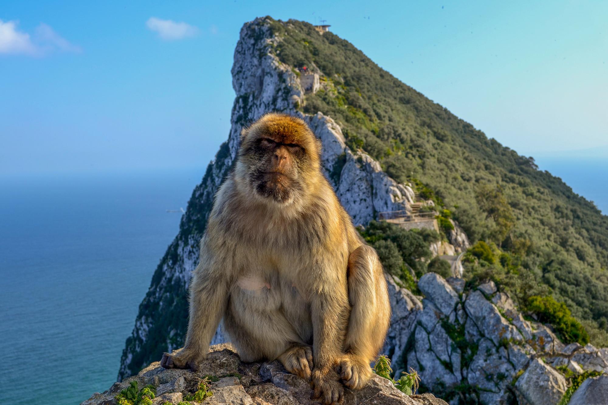 Top 4 Souvenirs from Gibraltar