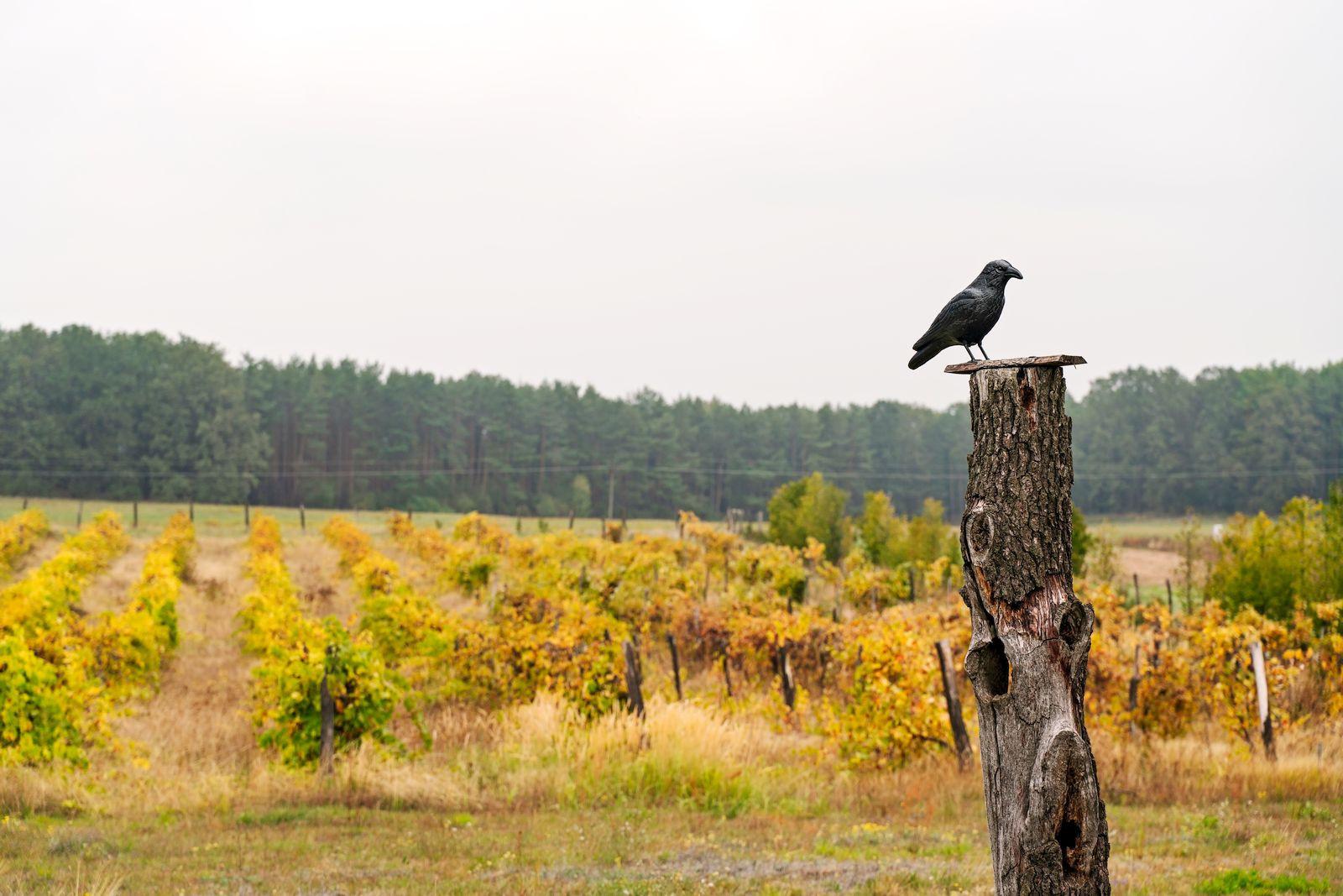 Krucza Vineyard
