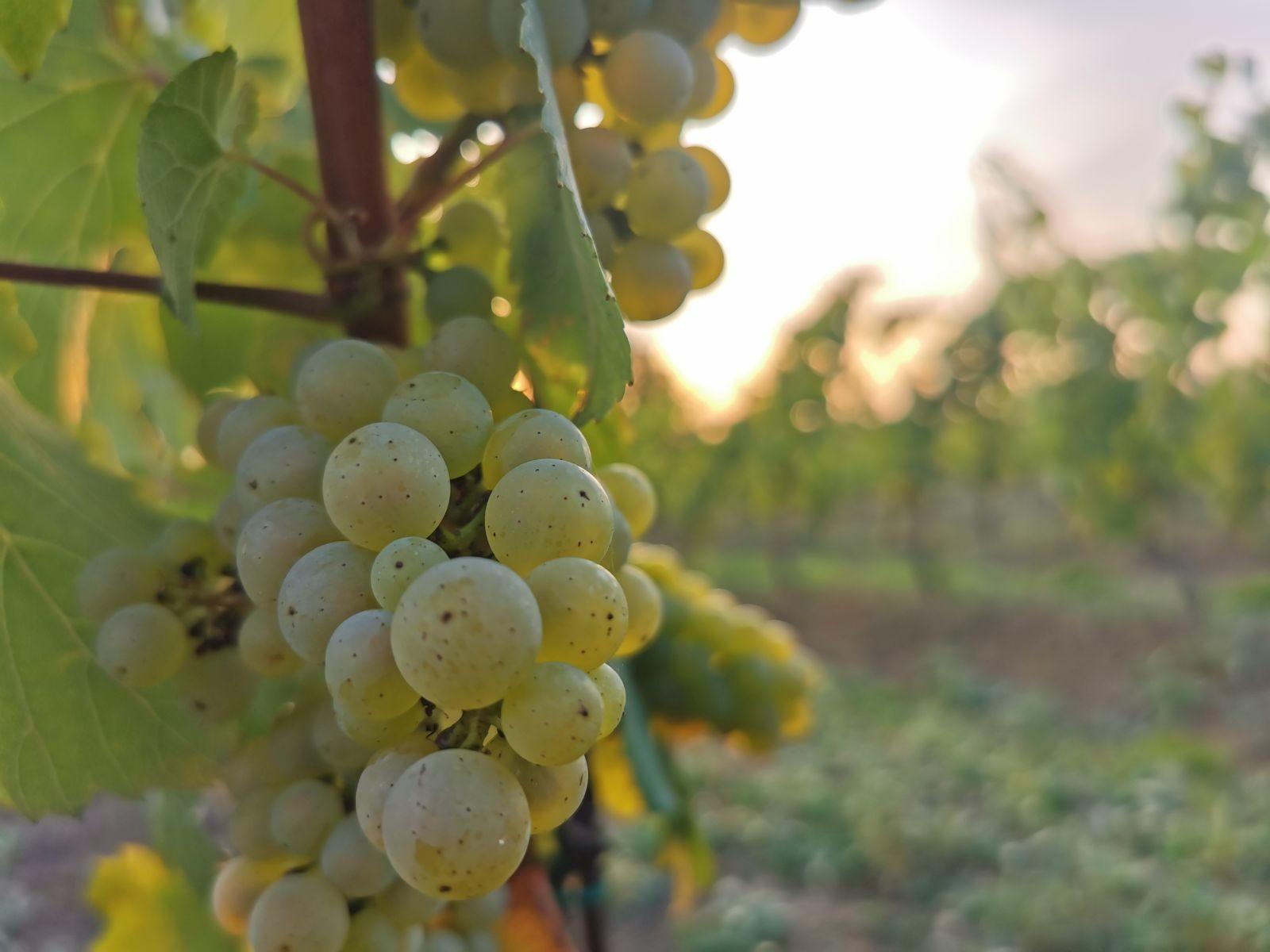 Adam Płoński Vineyard