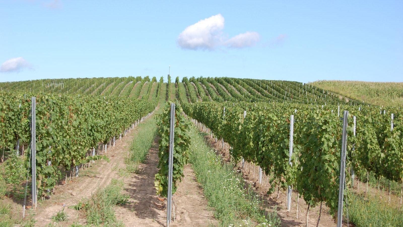 Aris Vineyard