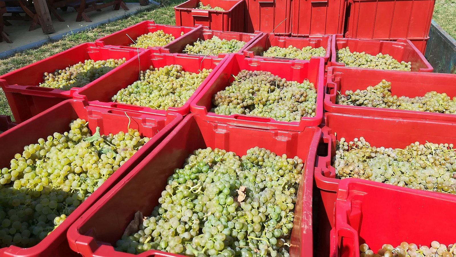 Bacchus Field Vineyard