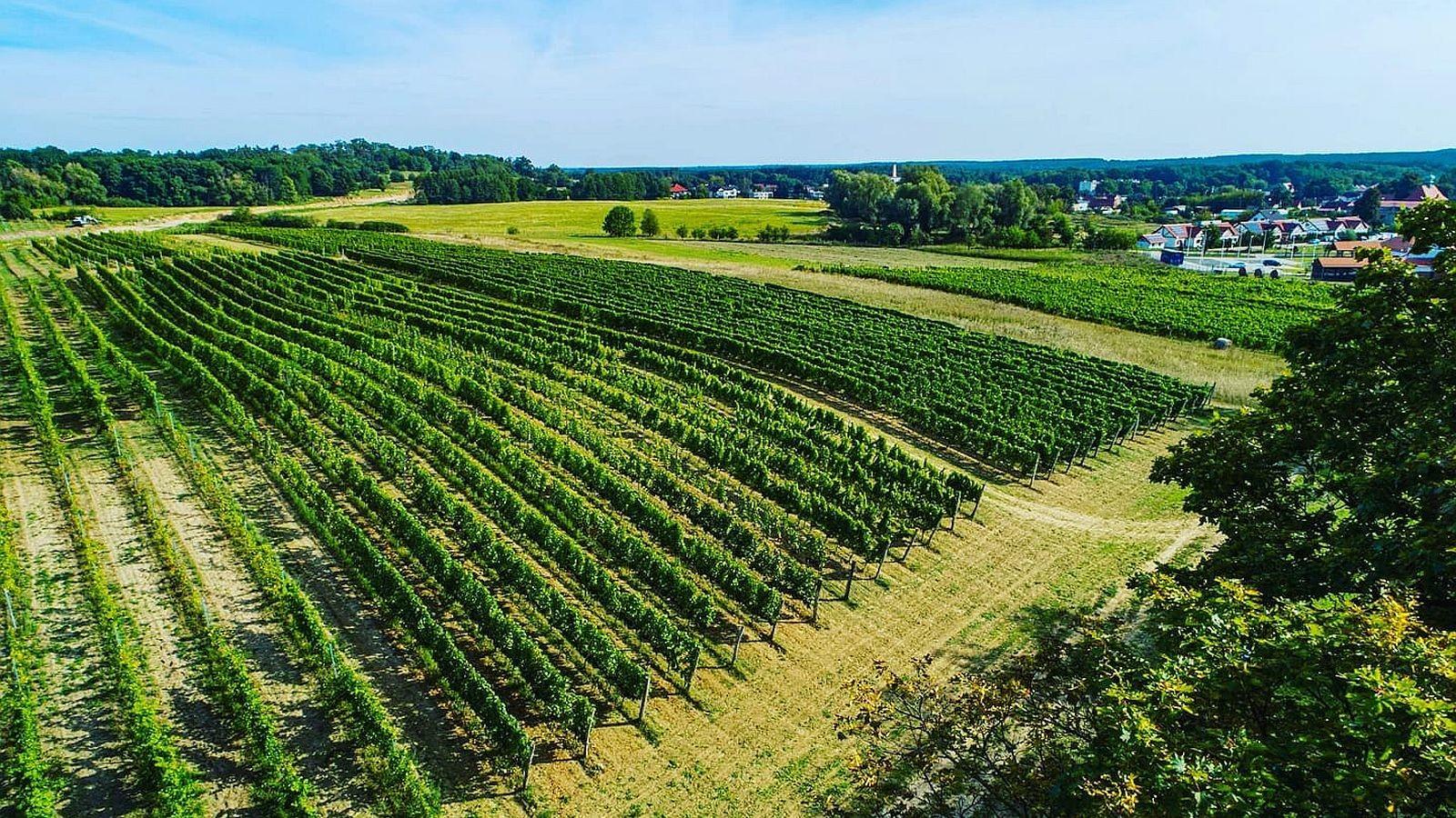 Equus Vineyard