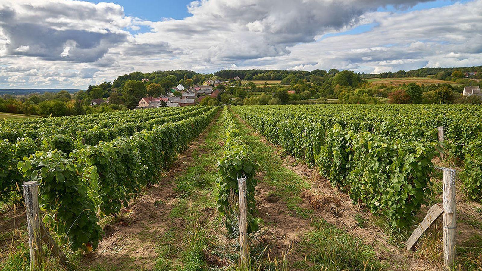 Gostchorze Vineyard