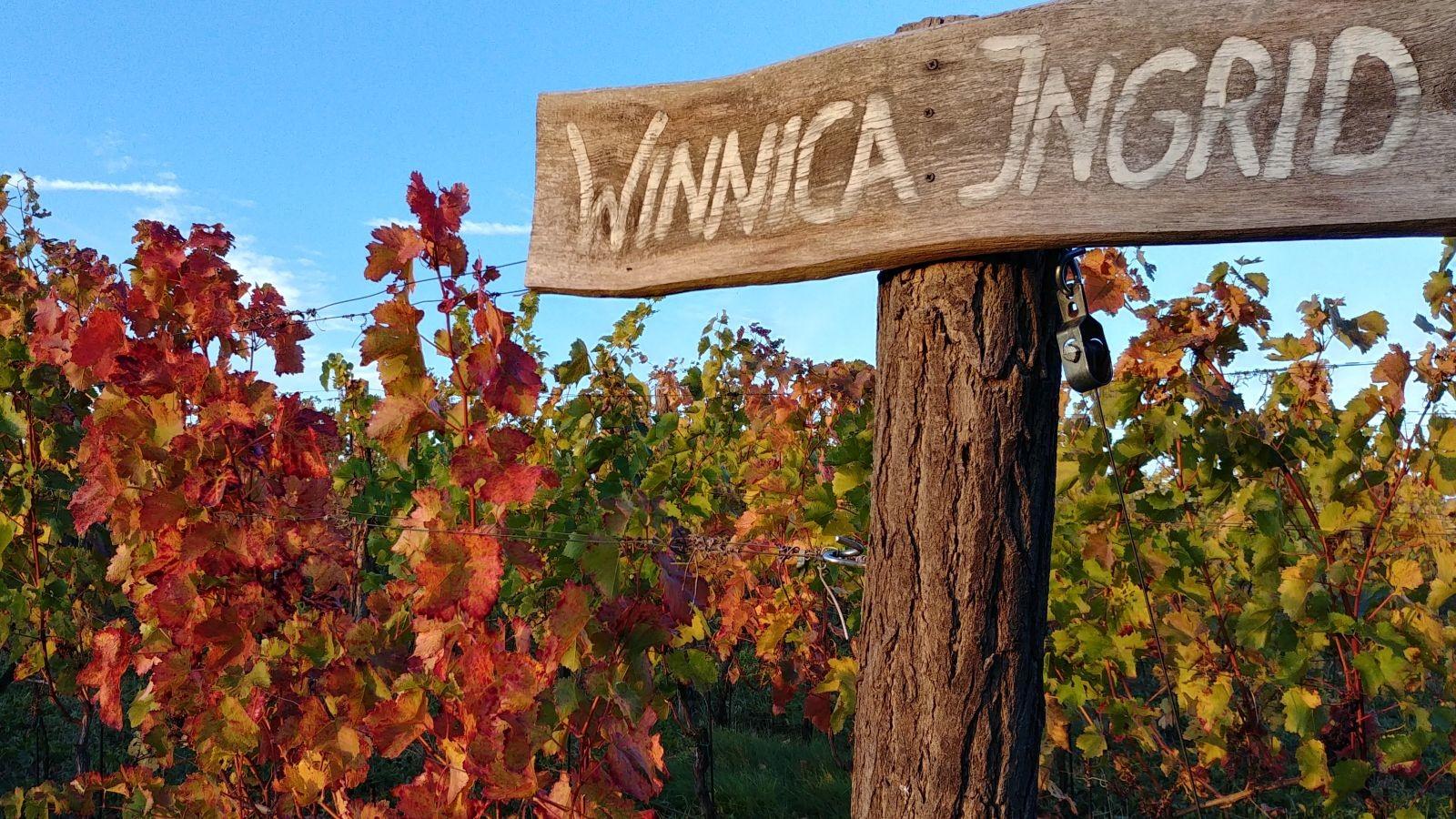 Ingrid Vineyard