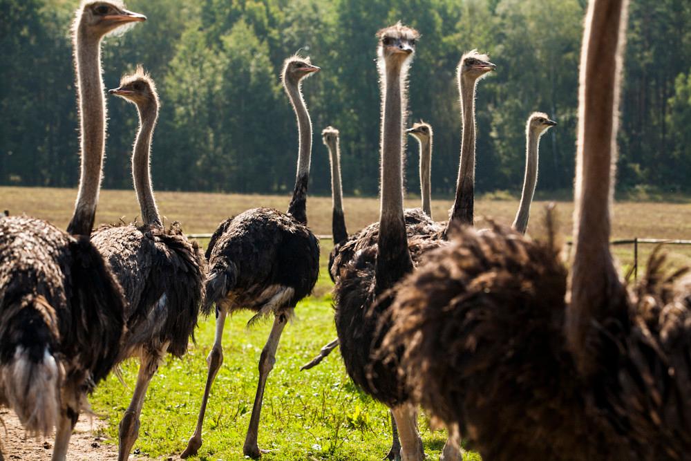 African Ostrich Farm in Garczyn