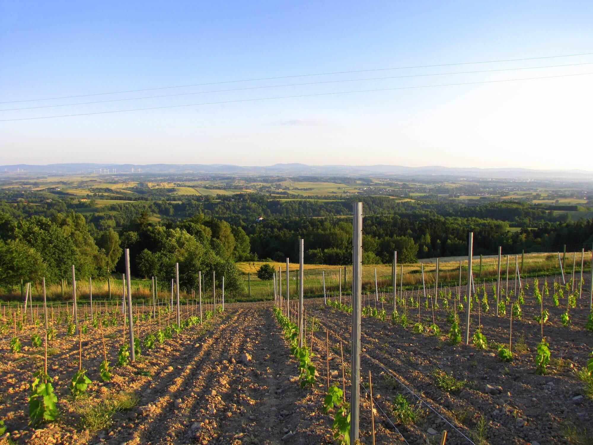Widokowa Winery